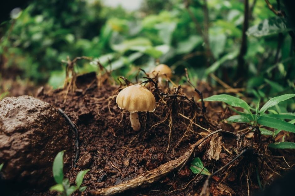 Small mushrooms growing among damp woodland leaves and soil.